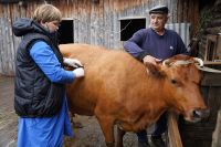 Домашний скот проверят на болезни и провакцинируют